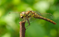 Moustached Darter (Female, Sympetrum vulgatum)